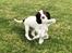 Engelsk springer spaniel Cody