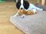 Engelsk springer spaniel Cody