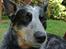 Australsk cattledog Lego