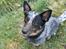 Australsk cattledog Lego
