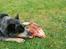 Australsk cattledog Lego