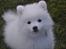 Japansk spids Meeko