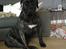 Dogo canario Tacano