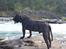 Dogo canario Tacano