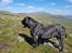 Dogo canario Tacano