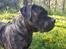 Dogo canario Tacano