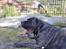 Dogo canario Tacano