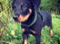 Beauceron Flynn