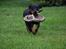 Beauceron Flynn
