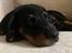 Beauceron Flynn