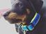 Beauceron Flynn