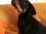 Beauceron Flynn