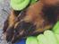 Beauceron Flynn