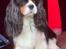 Cavalier king charles spaniel Amazing Cavalier’s Presley Fontana,kaldet Elvis