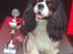 Cavalier king charles spaniel Amazing Cavalier’s Presley Fontana,kaldet Elvis
