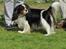 Cavalier king charles spaniel Amazing Cavalier’s Presley Fontana,kaldet Elvis