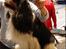 Cavalier king charles spaniel Amazing Cavalier’s Presley Fontana,kaldet Elvis