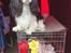 Cavalier king charles spaniel Amazing Cavalier’s Presley Fontana,kaldet Elvis