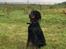 Gordon setter Øens Bellis