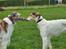 Borzoi Pony