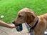 Labrador retriever Lupa