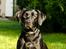 Labrador retriever Pinnmoors Perry Tequila