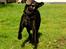 Labrador retriever Pinnmoors Perry Tequila