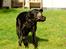 Labrador retriever Pinnmoors Perry Tequila