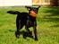Labrador retriever Pinnmoors Perry Tequila