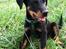 Beauceron Flynn