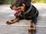 Beauceron Flynn