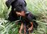Beauceron Flynn