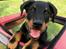 Beauceron Flynn