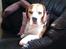 Beagle Charlie 