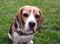 Beagle Charlie 