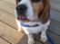 Beagle Charlie 