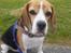 Beagle Charlie 