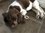 Field Trial Springer Spaniel Buster