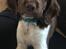Field Trial Springer Spaniel Buster