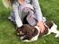Field Trial Springer Spaniel Buster