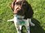 Field Trial Springer Spaniel Buster