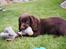 Cocker spaniel Jacko