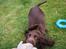 Cocker spaniel Jacko