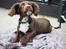 Cocker spaniel Jacko