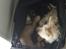 Cairn terrier Albus