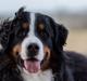 Berner sennenhund Melvin