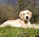 Golden retriever stormy aka Chloé 