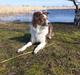 Australian shepherd Mocca [himmelhund]