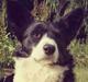 Welsh corgi cardigan Herkules