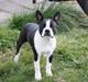 Boston terrier House Of Bounce What a catch aka Morris 